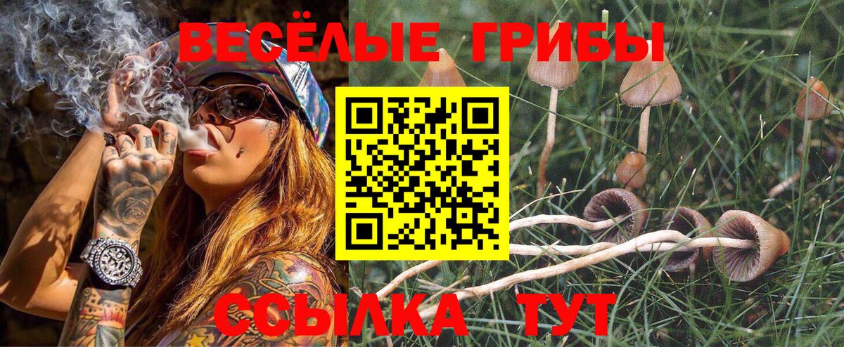 Галлюциногенные грибы Psilocybe Электрогорск